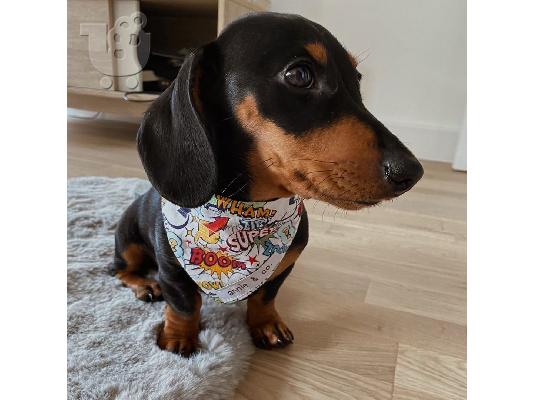 PoulaTo: Dachshund